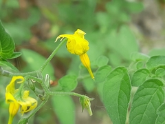 Solanum pimpinellifolium
