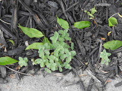 Nepeta racemosa