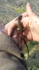 Aspronema dorsivittatum