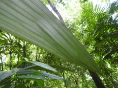 Cryosophila stauracantha