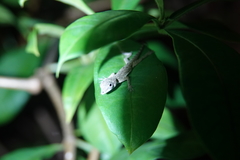 Anolis aeneus