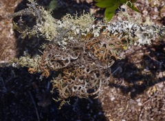 Hypogymnia schizidiata