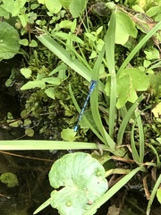 Enallagma doubledayi