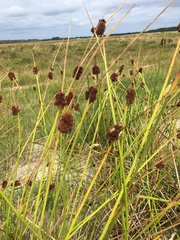 Juncus conglomeratus