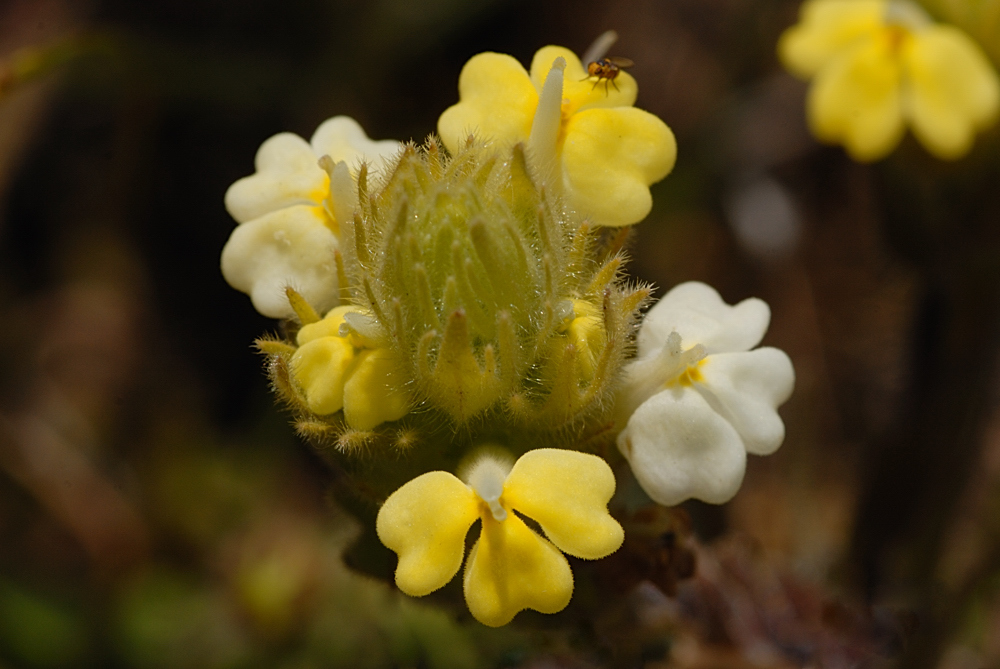 Castilleja rubicundula