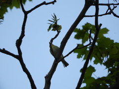 Vireo philadelphicus