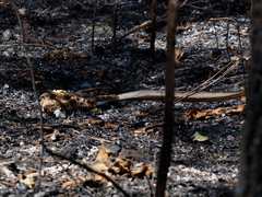 Caprimulgus vexillarius