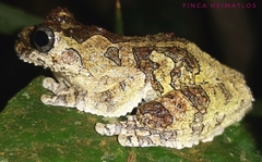 Dendropsophus marmoratus