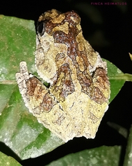 Dendropsophus marmoratus