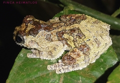 Dendropsophus marmoratus