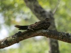 Caprimulgus vexillarius