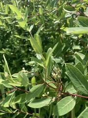 Apocynum cannabinum