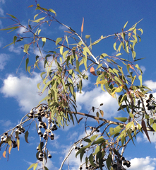 Eucalyptus caesia