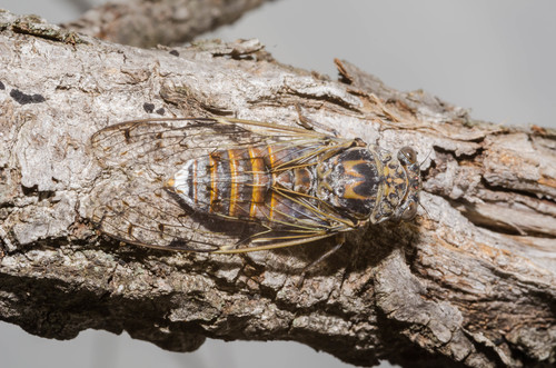 Ash Cicada