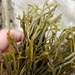 photo of Golden Rockweed (Silvetia compressa)