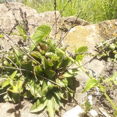 Thompsonella minutiflora