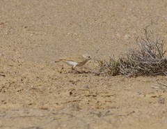 Ammomanopsis grayi