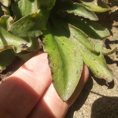 Thompsonella minutiflora