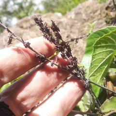Thompsonella minutiflora