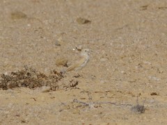 Ammomanopsis grayi