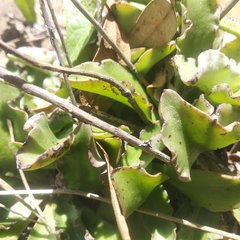 Thompsonella minutiflora