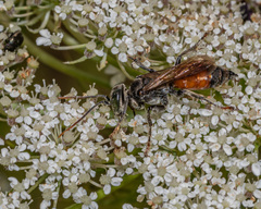 Tachysphex pechumani