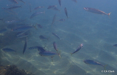 Decapterus macarellus