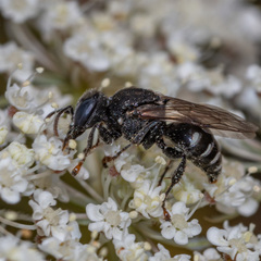 Oxybelus uniglumis