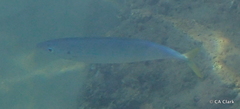 Decapterus macarellus