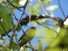 Vireo philadelphicus