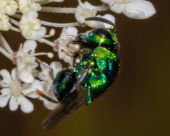 Euperilampus triangularis