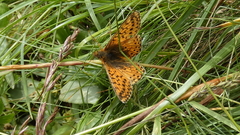 Boloria pales
