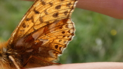 Boloria pales
