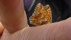 Boloria pales