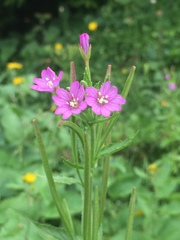 Epilobium alpestre