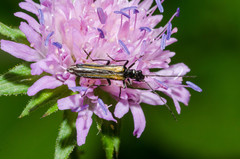 Oedemera pthysica