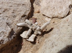 Anacampseros albissima