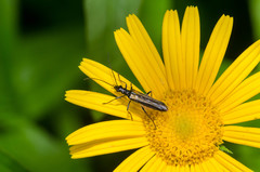 Oedemera pthysica