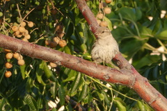 Passer domesticus balearoibericus