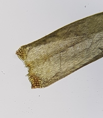 Hygrohypnum luridum