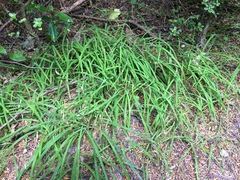 Arthropodium candidum