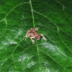 Shillong Bush Frog photo 1