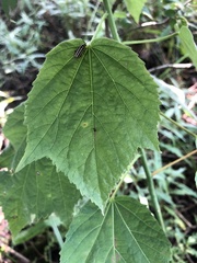 Hibiscus lasiocarpos