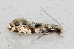 Nemapogon granella
