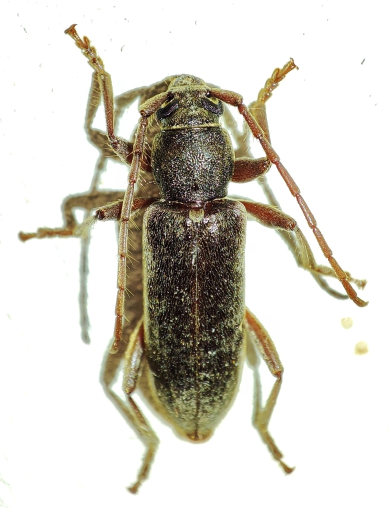 velvet longhorned beetle