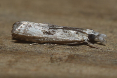 Microcrambus minor