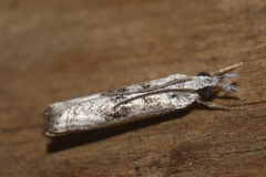 Microcrambus minor