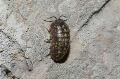 Armadillidium opacum