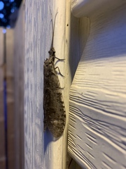 Protochauliodes spenceri
