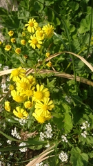 Senecio leucanthemifolius